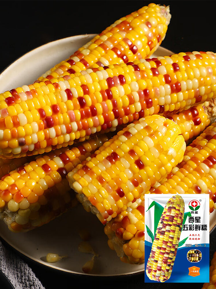 Colorful Glutinous Corn