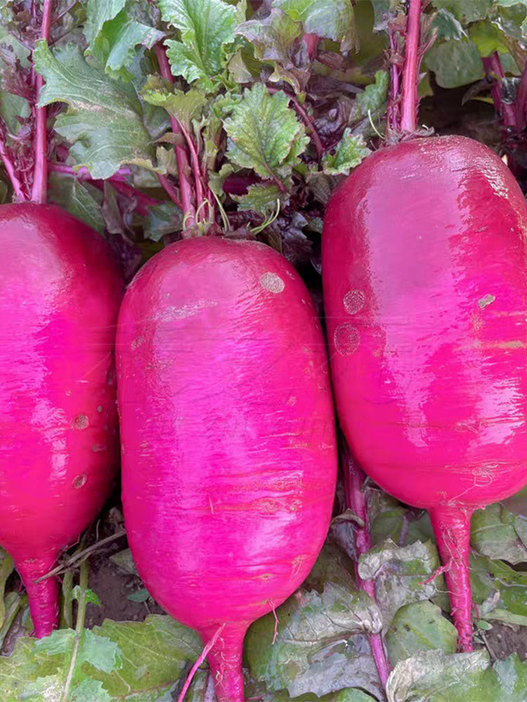 Purple Pineapple-shaped Radish
