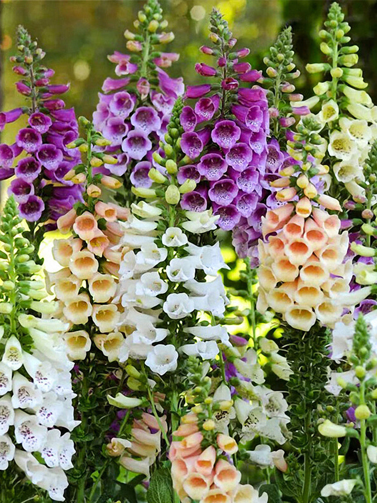 Hybrid Beardtongue (Penstemon hybridus)