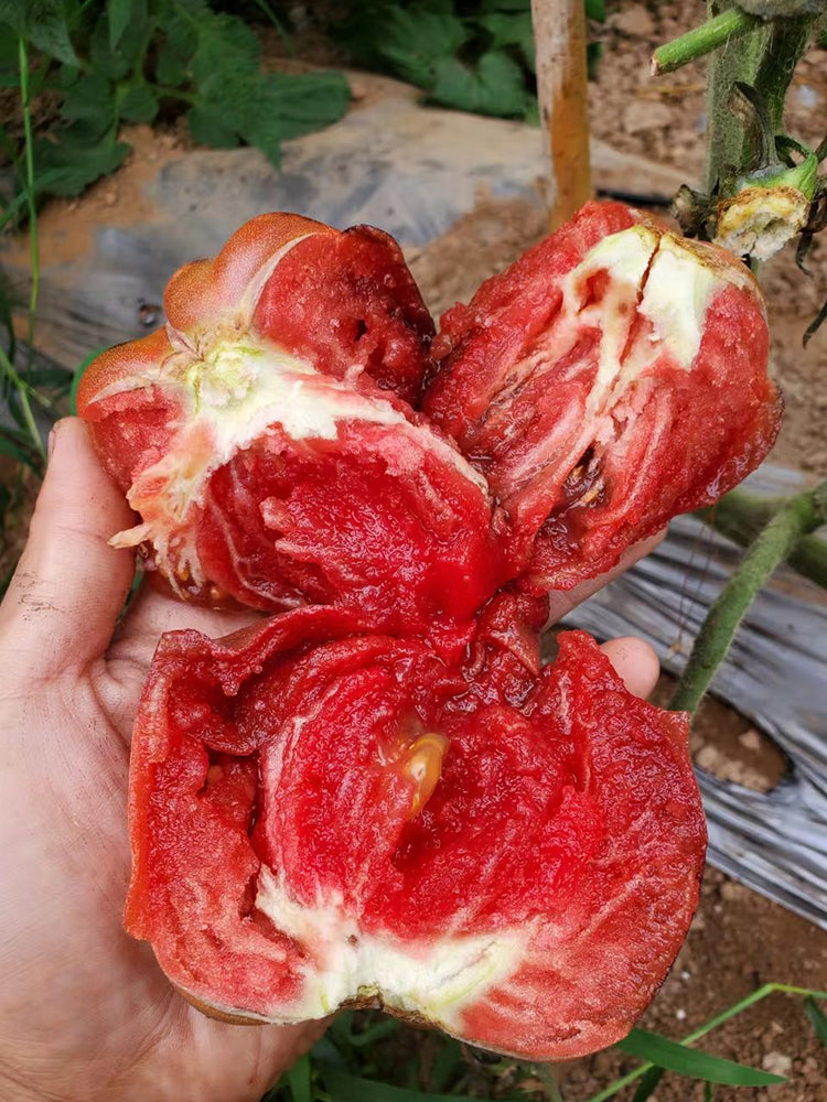 'Elena's Amethyst Heart' Tomato