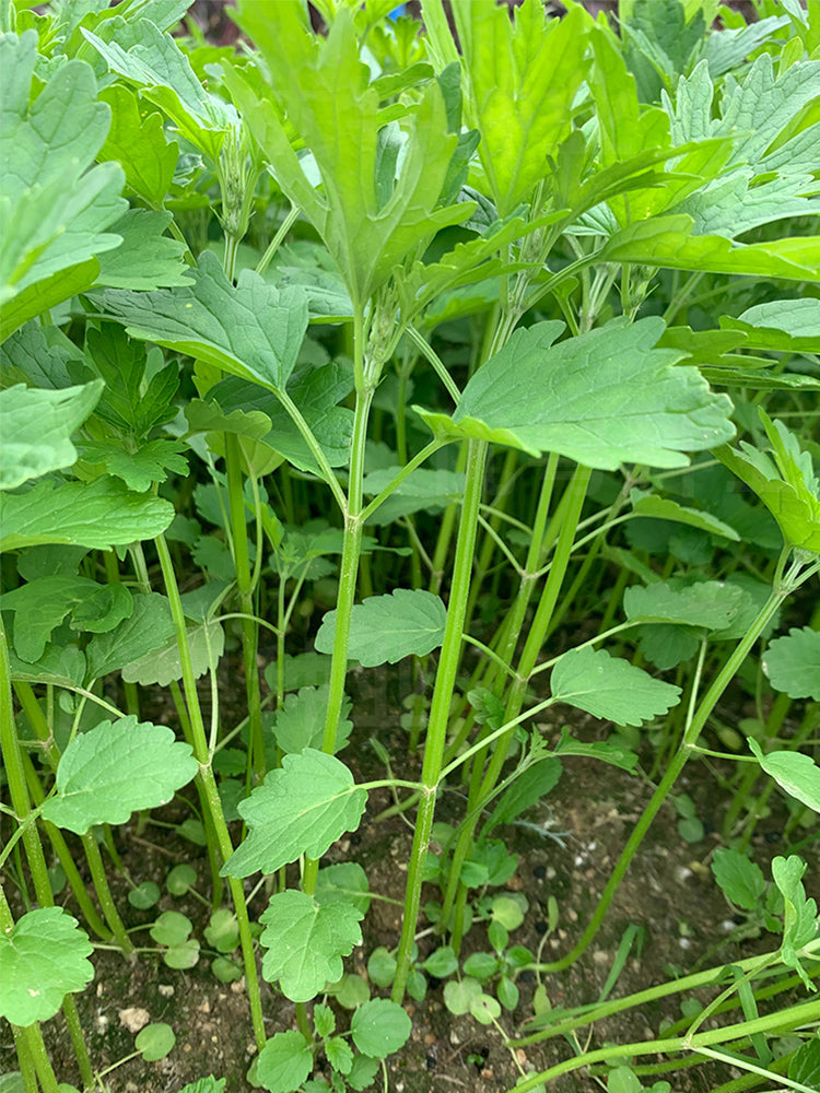 Chinese Motherwort