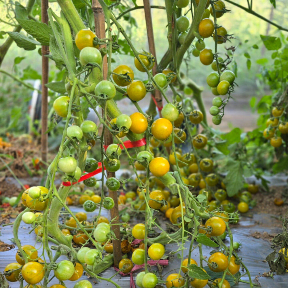 717 Green Cloud Tomato