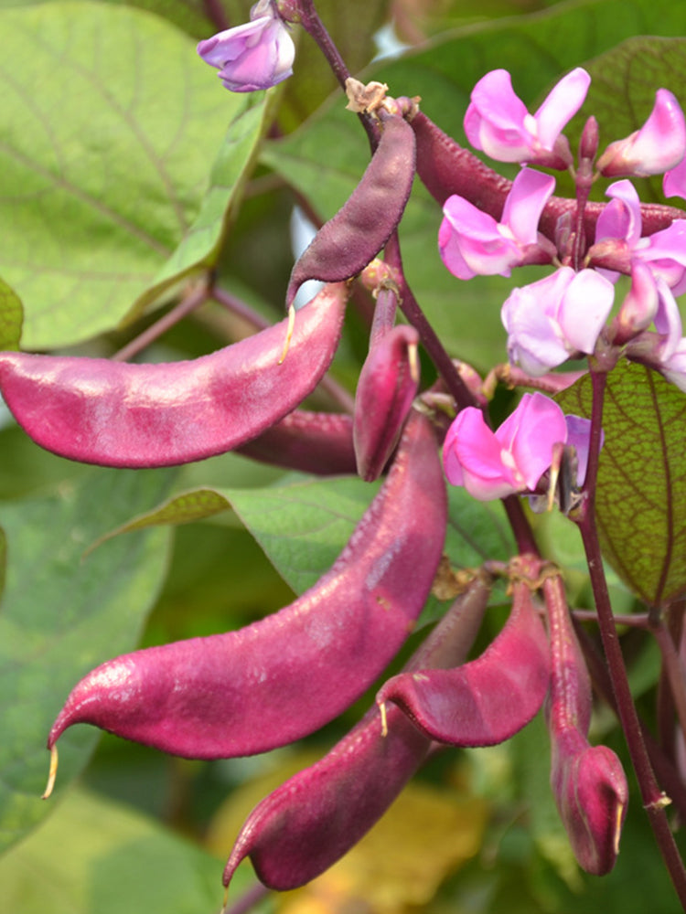 Purple Hyacinth Beans