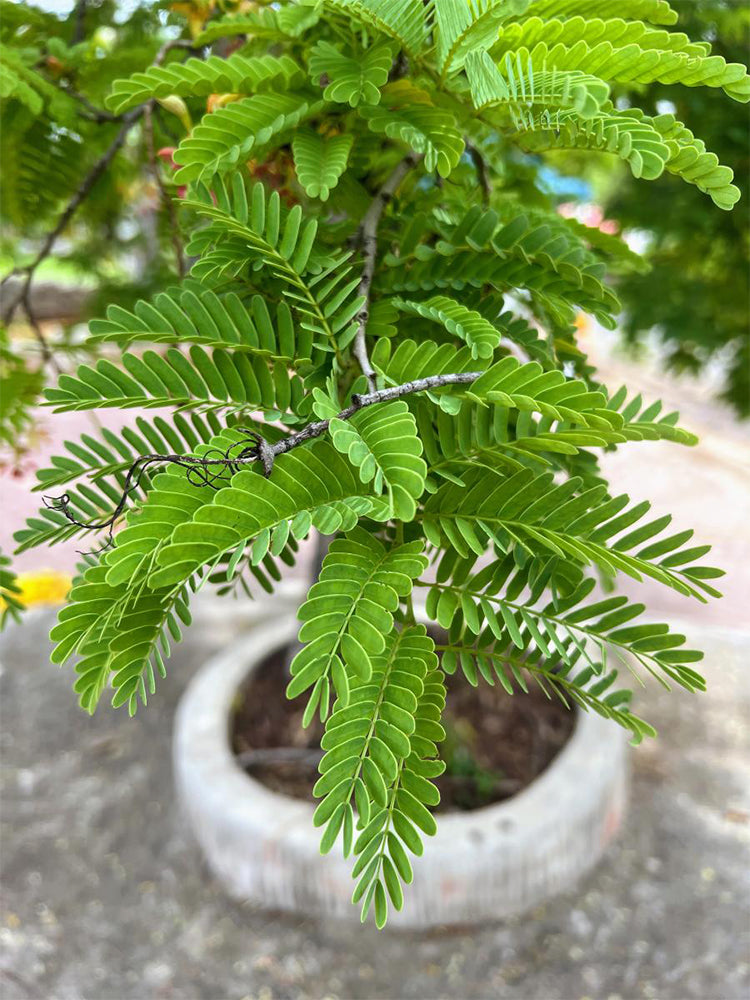 Sensitive Plant (Mimosa pudica L.)