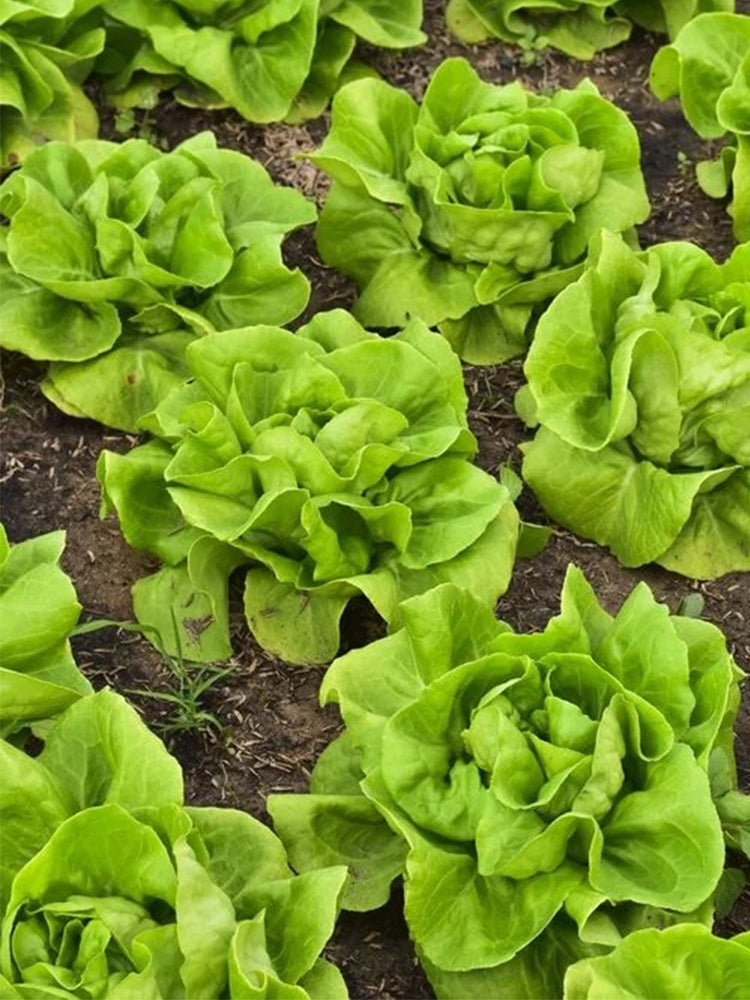 Jiemei Butter Leaf Lettuce
