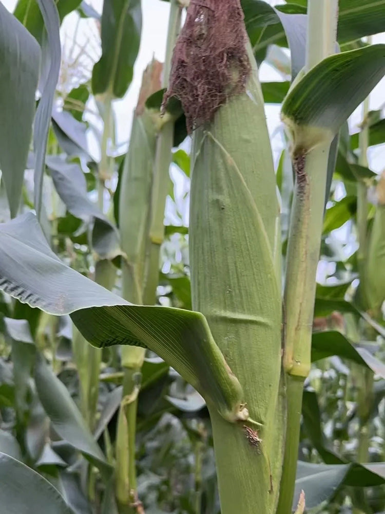 'Huanai 106' Color Sweet Waxy Corn