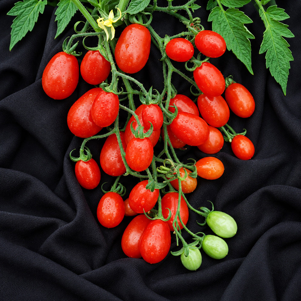 373 Cherry Roma Tomato