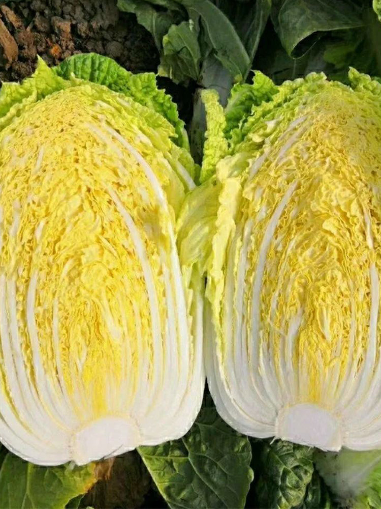 Quanfu Baby Cabbage