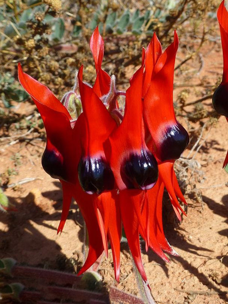 Swainsona formosa