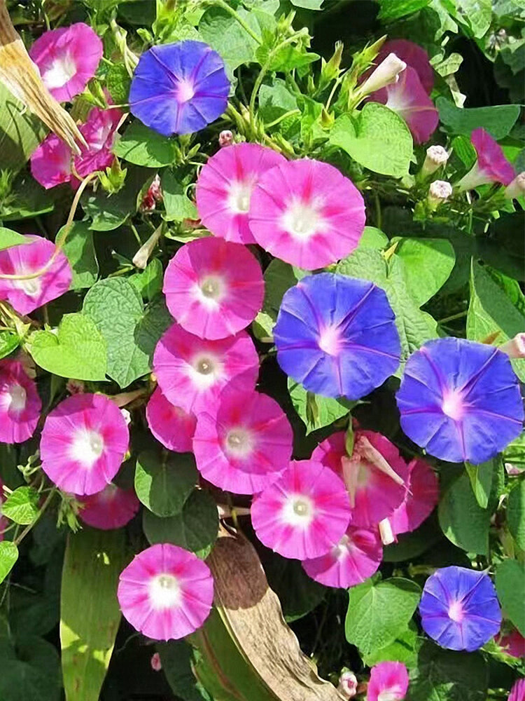 Mixed Color Morning Glory