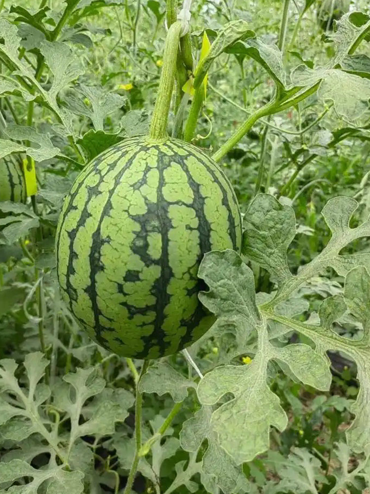 "Meihui 007" Watermelons