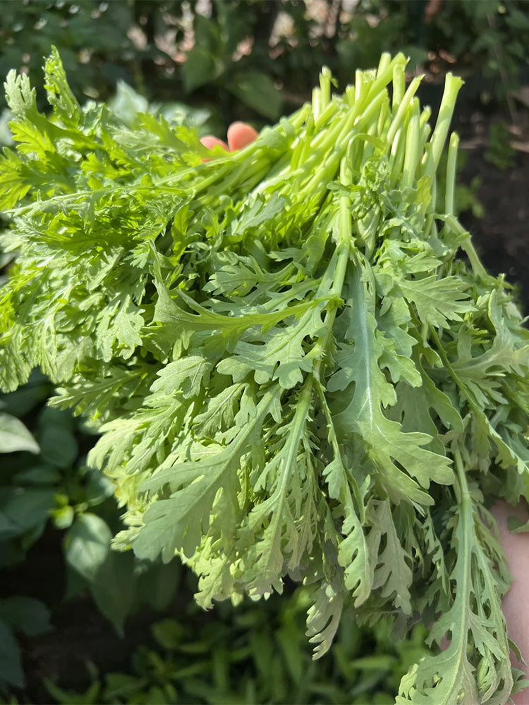 Heat Resistant Garland Chrysanthemum