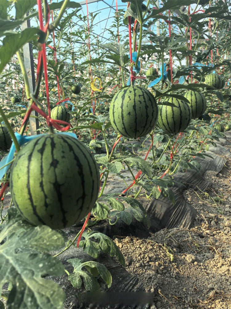 Rainbow Gift Watermelon Hybrid F1