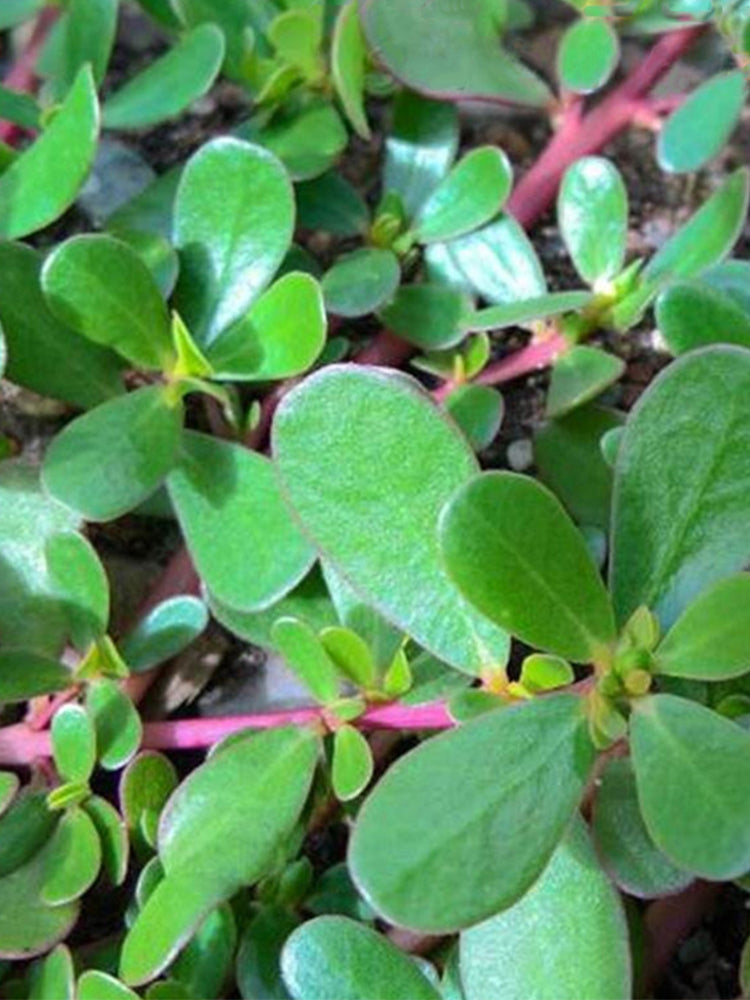 Dutch Purslane