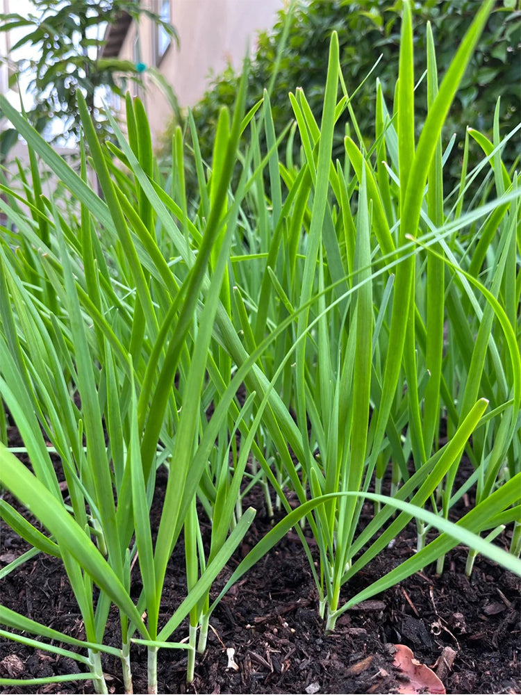 HUAJUN Bonsai Chinese Chives
