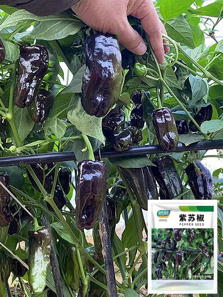 Purple Jiangsu Pepper