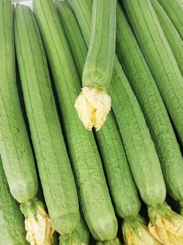 Thailand Medium Green Luffa