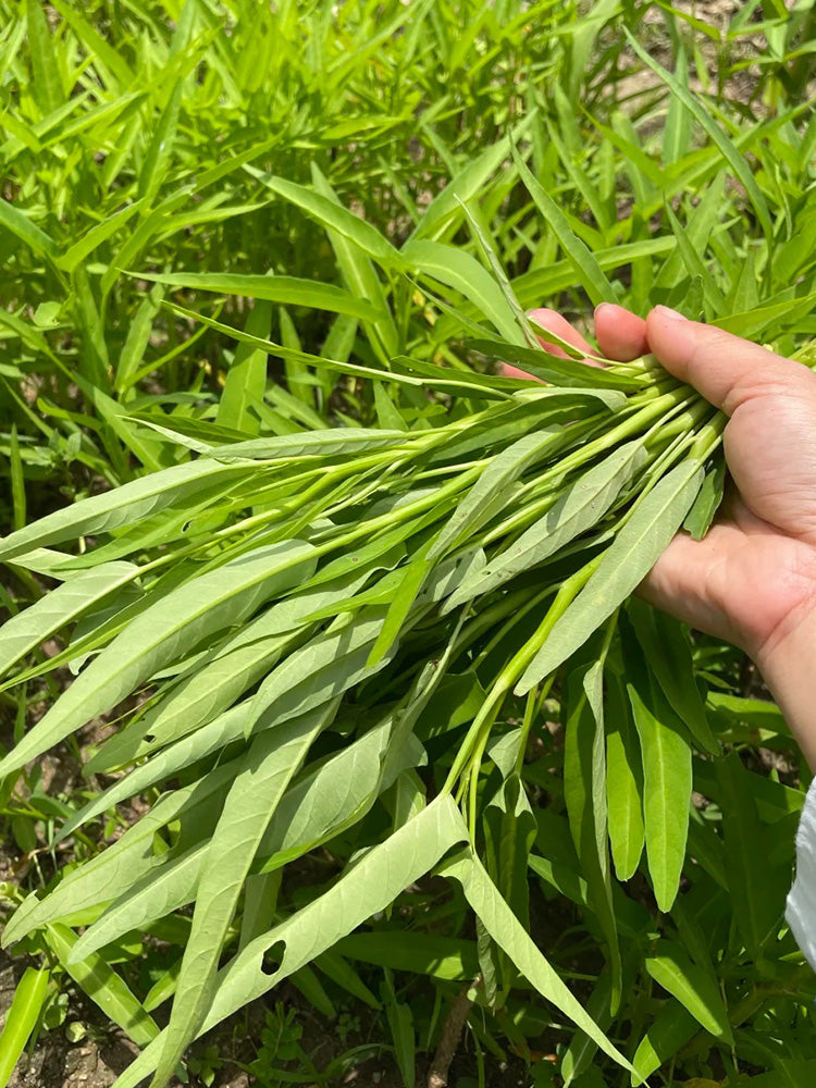 Jiemei New Green Willow Leaf Water Spinach
