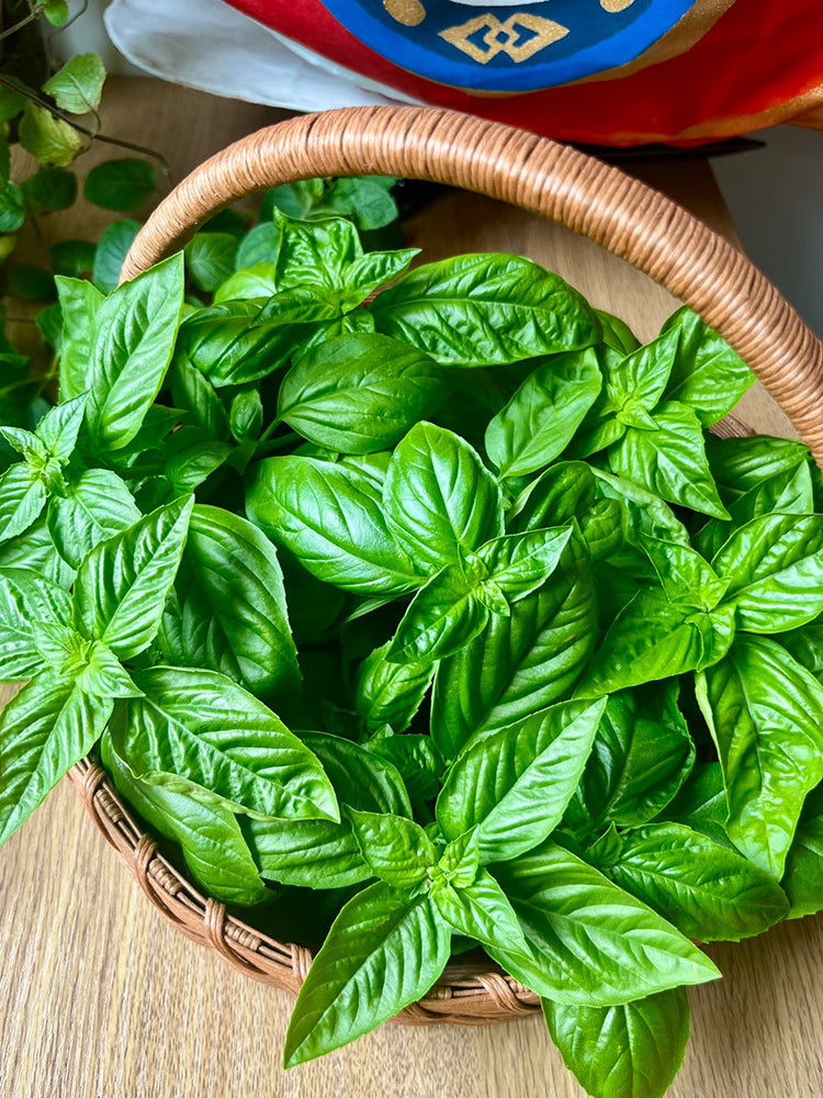 Giant Leaf Basil