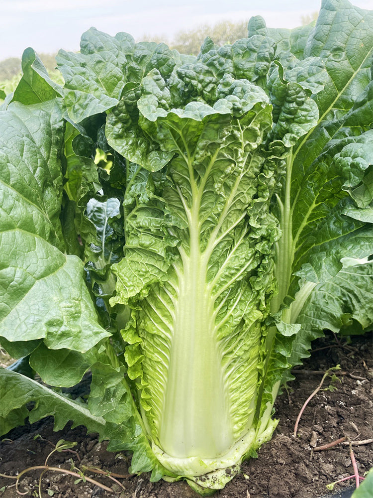 'Jinqi No.5' Chinese Cabbage