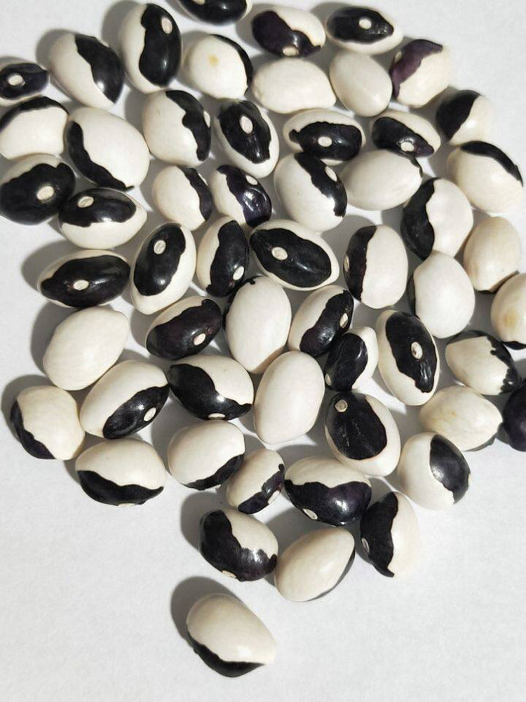 'Rabbit's White Eye' Oil Bean