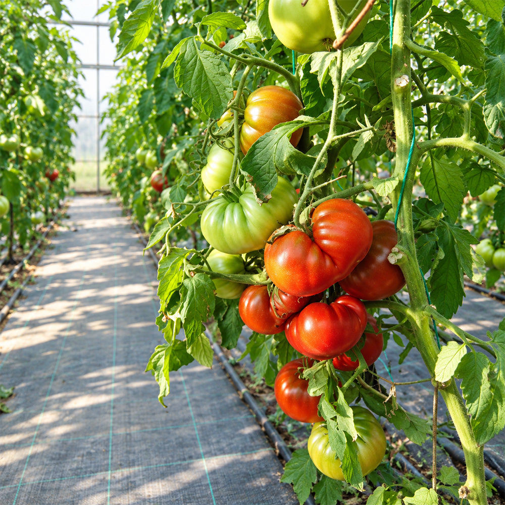 293 Cuba Giant Black Tomato