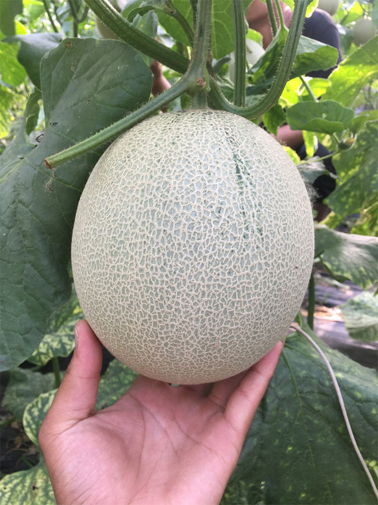 Dumi 101 Muskmelons