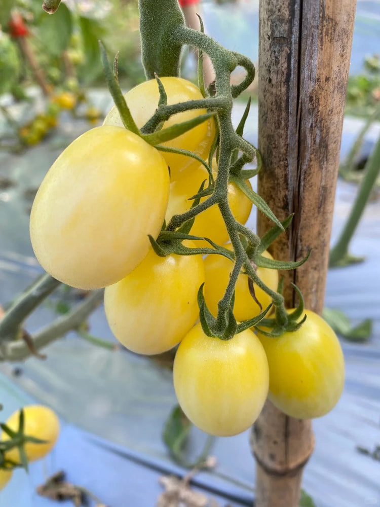 'White Princess F1' Tomato
