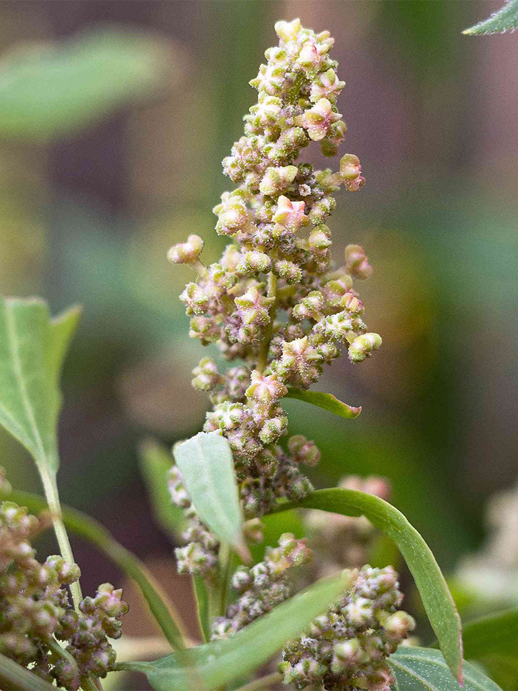 White Quinoa