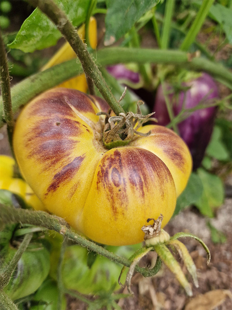 941 Julius GWB Tomato