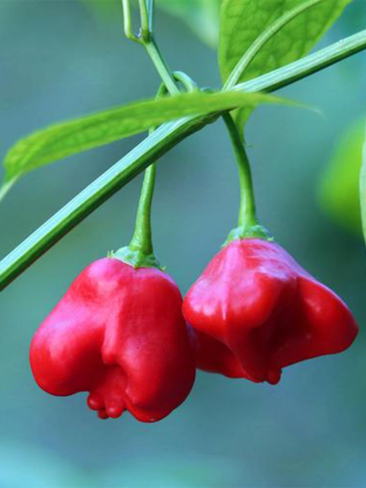 Bat Chili (Capsicum baccatum)