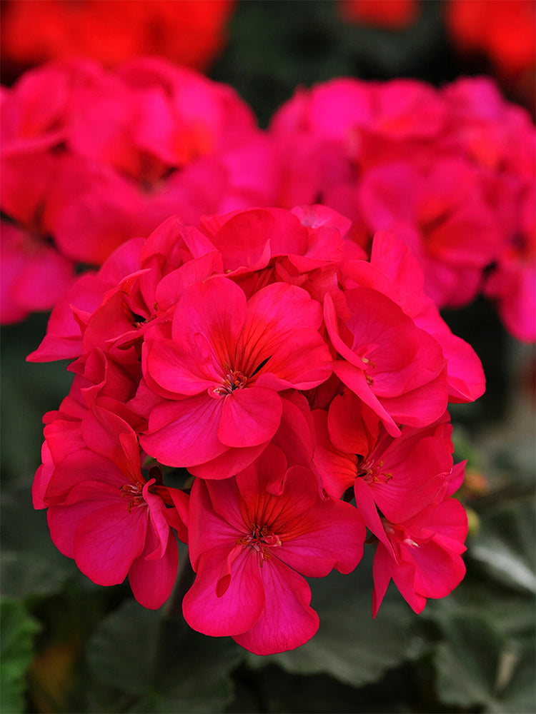 dark red geranium seeds Geranium Seeds