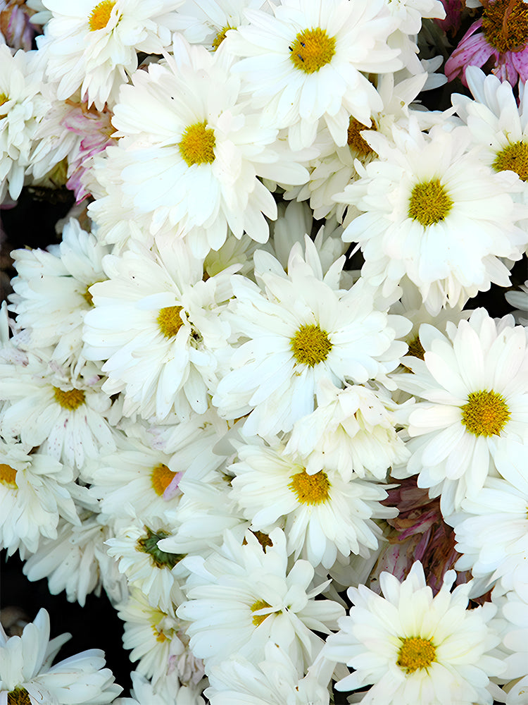 Bellfarm® Lar Dual Daisy, White