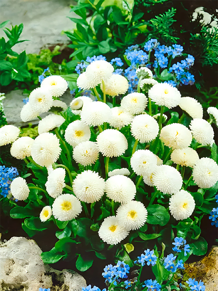 Bellfarm® Mid Dual Daisy, White