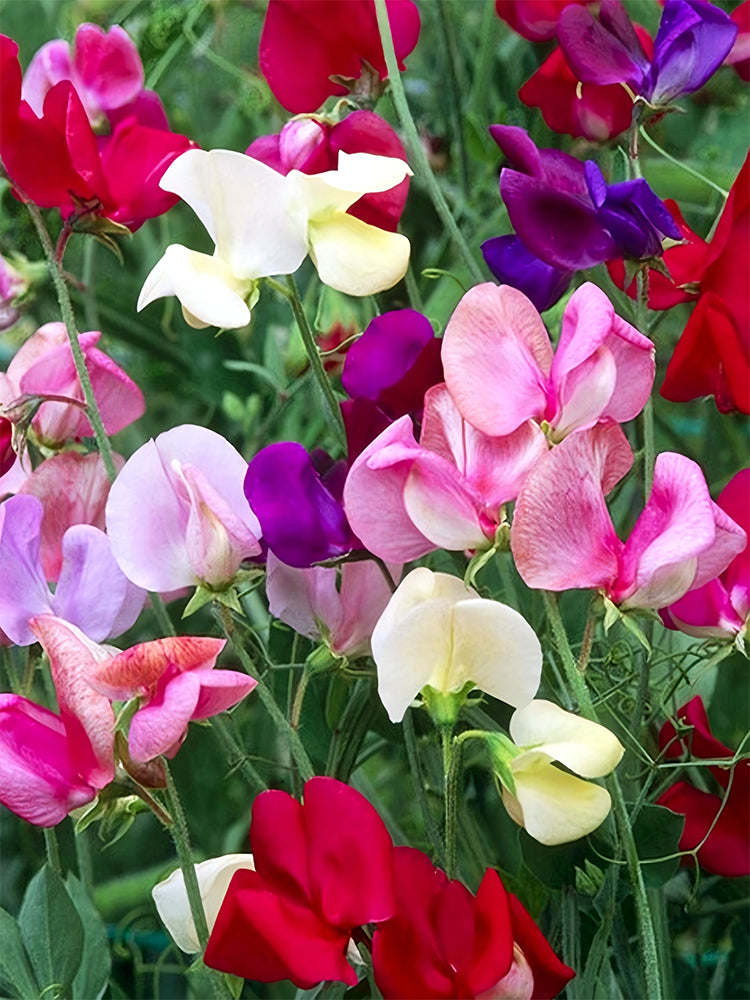 Tall Sweet Pea, Mixed