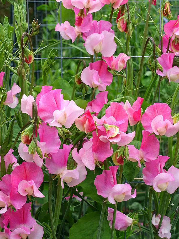 Tall Sweet Pea, Pink