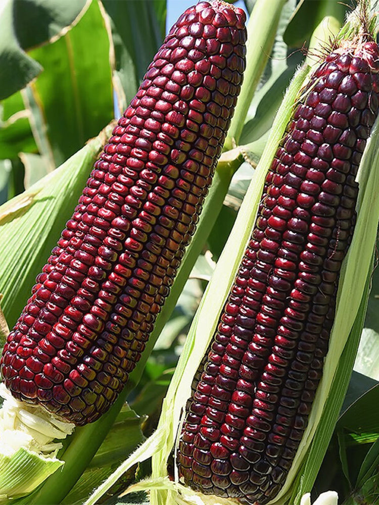 Black Sweet Waxy Corn No.7