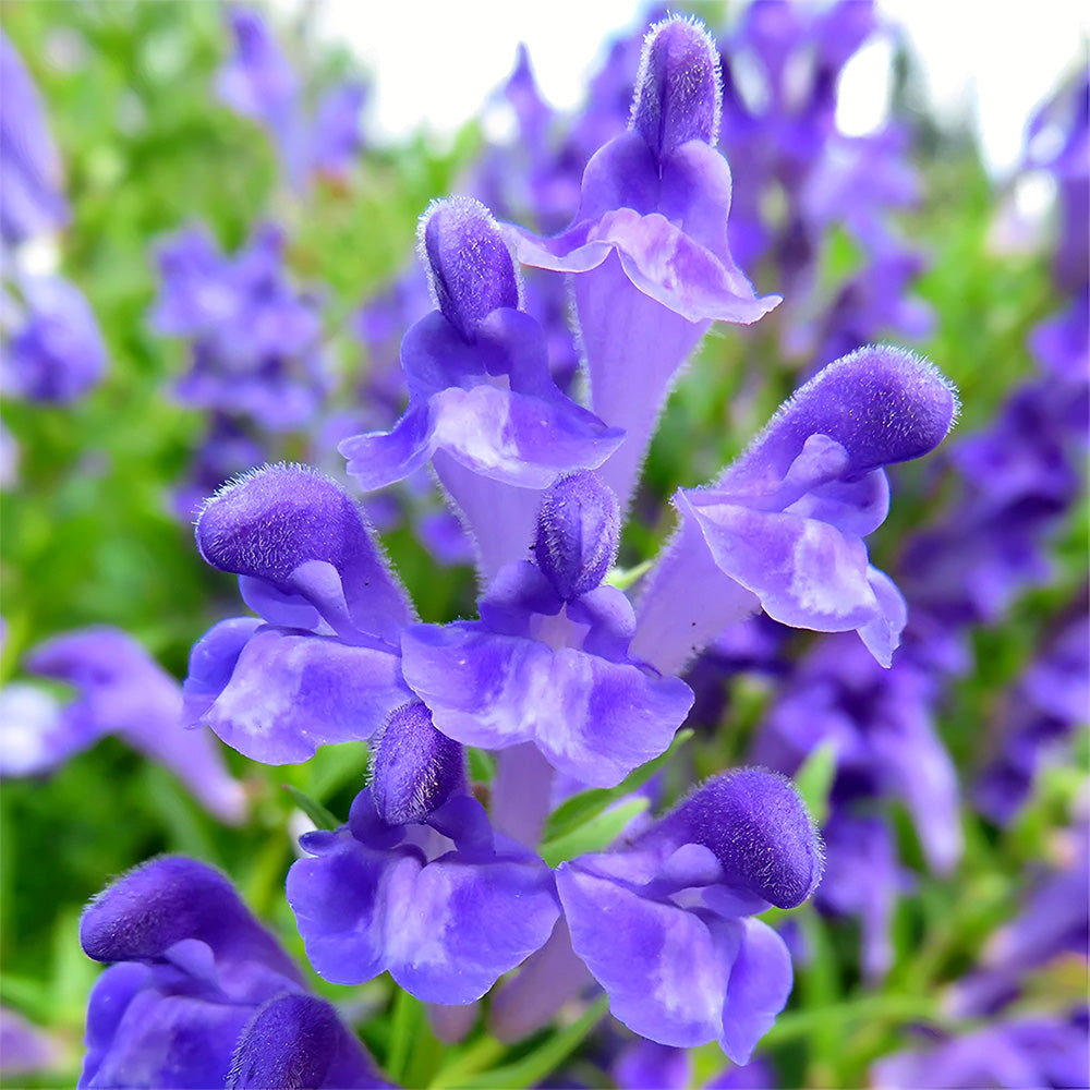 Bellfarm® Chinese Skullcap Seeds