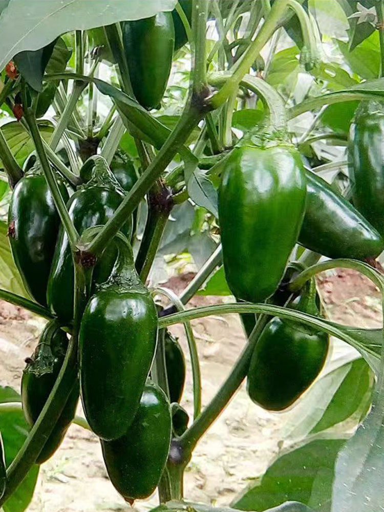 Jintai Hongjiao Chili