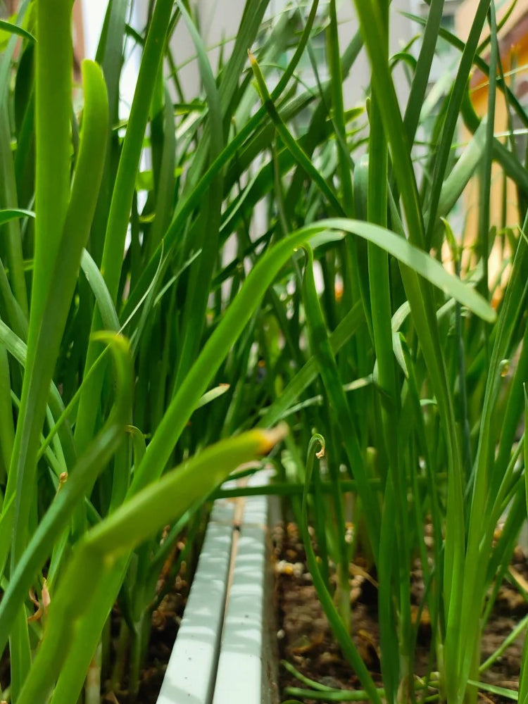 HUAJUN Bonsai Chinese Chives