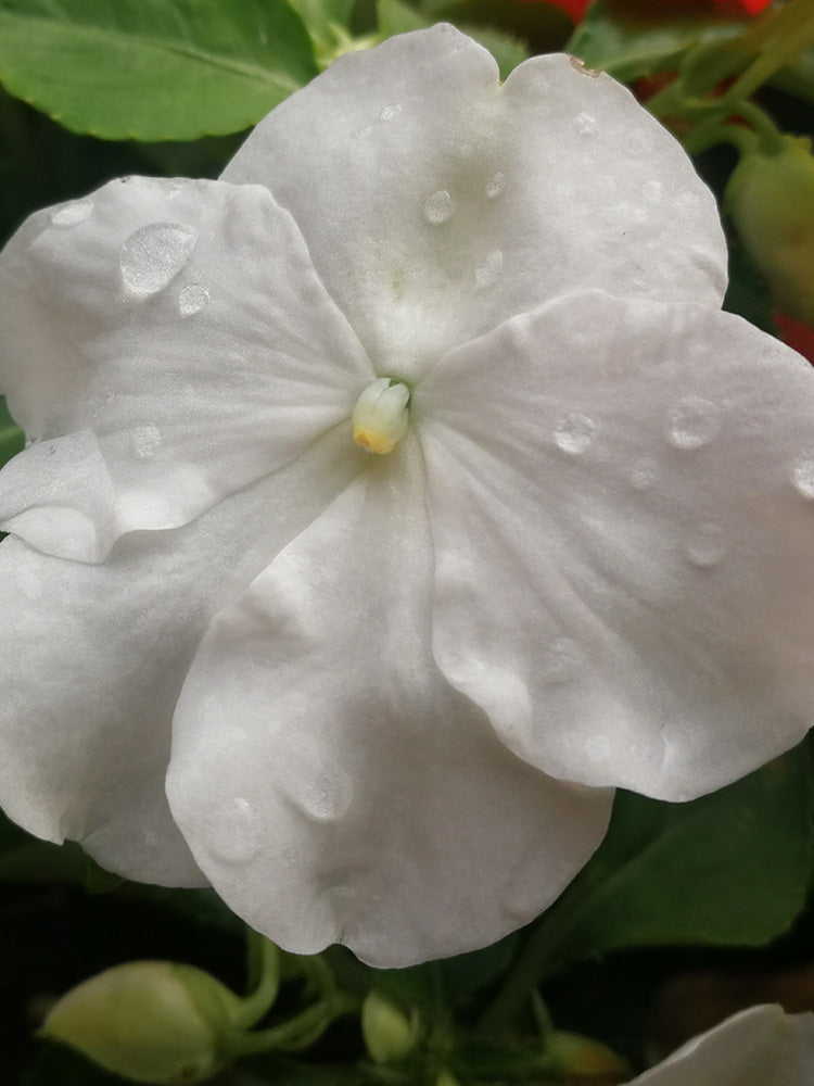 Salsa Mix Impatiens Walleriana