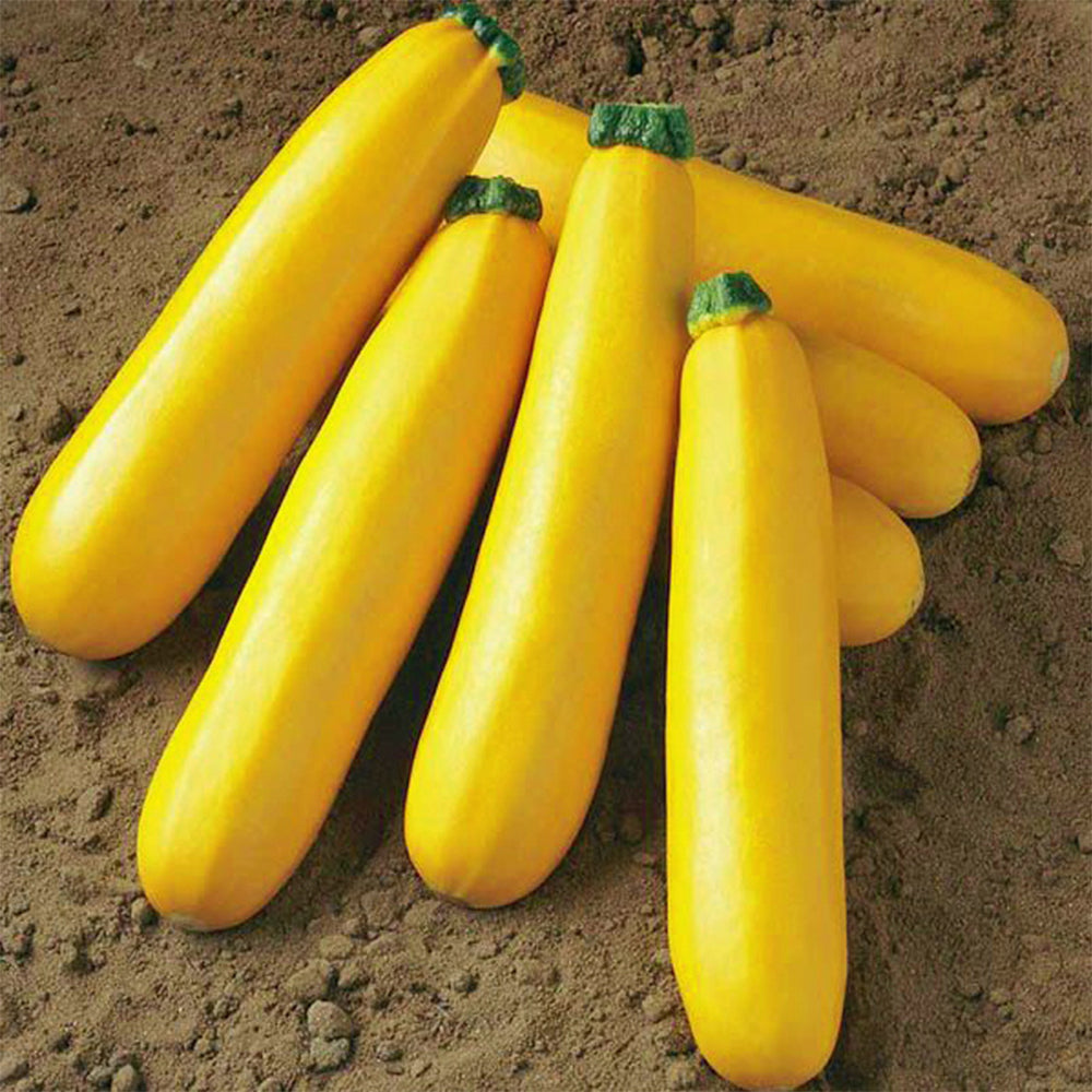 5 Bags (10 Seeds / Bag) of Yellow Zucchini Seeds, 'Yellow Banana' series