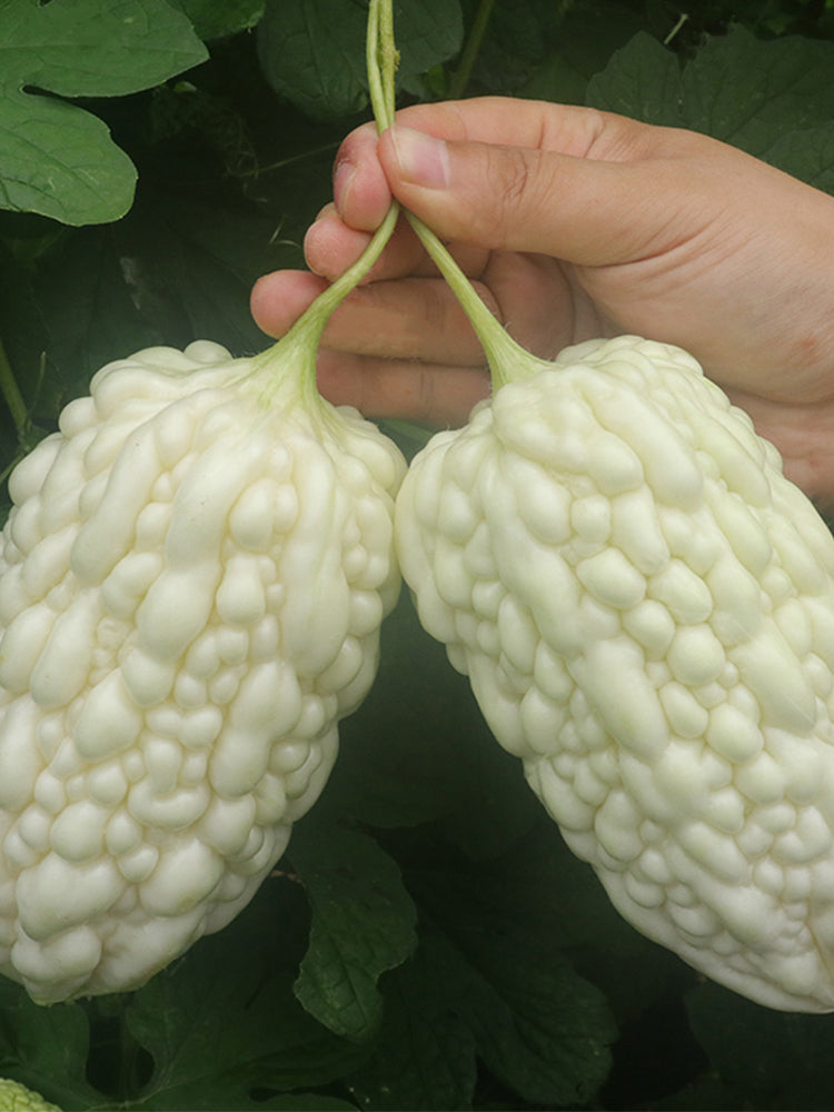 Apple-Type Bitter Melon