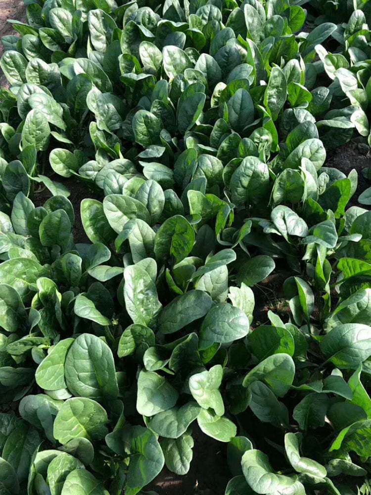 'Heat-Tolerant King' Spinach