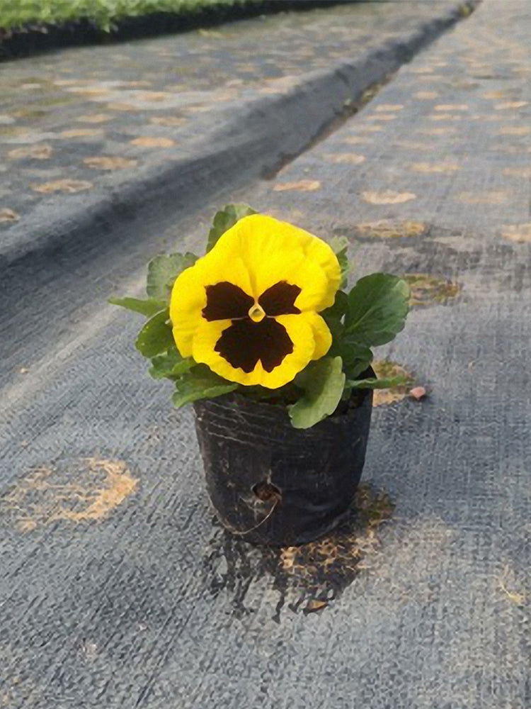 Super Bingo Series Blotched Yellow Pansy (Viola × wittrockiana)