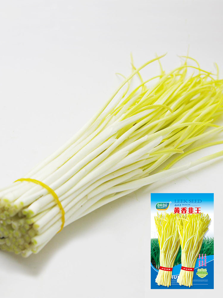 Huangxiangjiuwang Yellow Chives