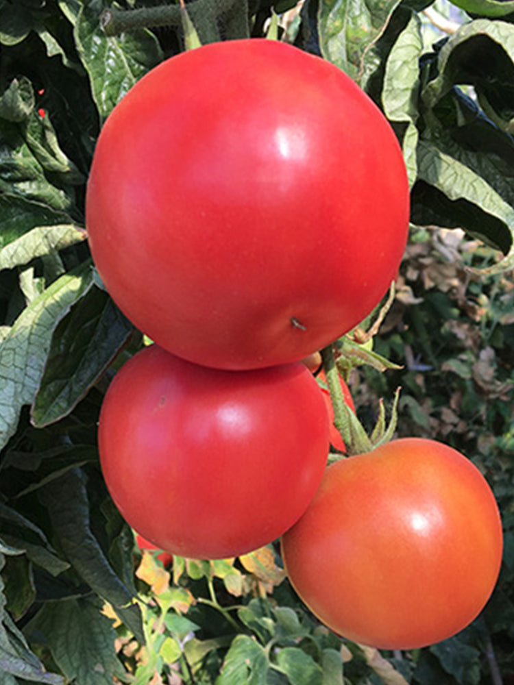 Provence Tomato