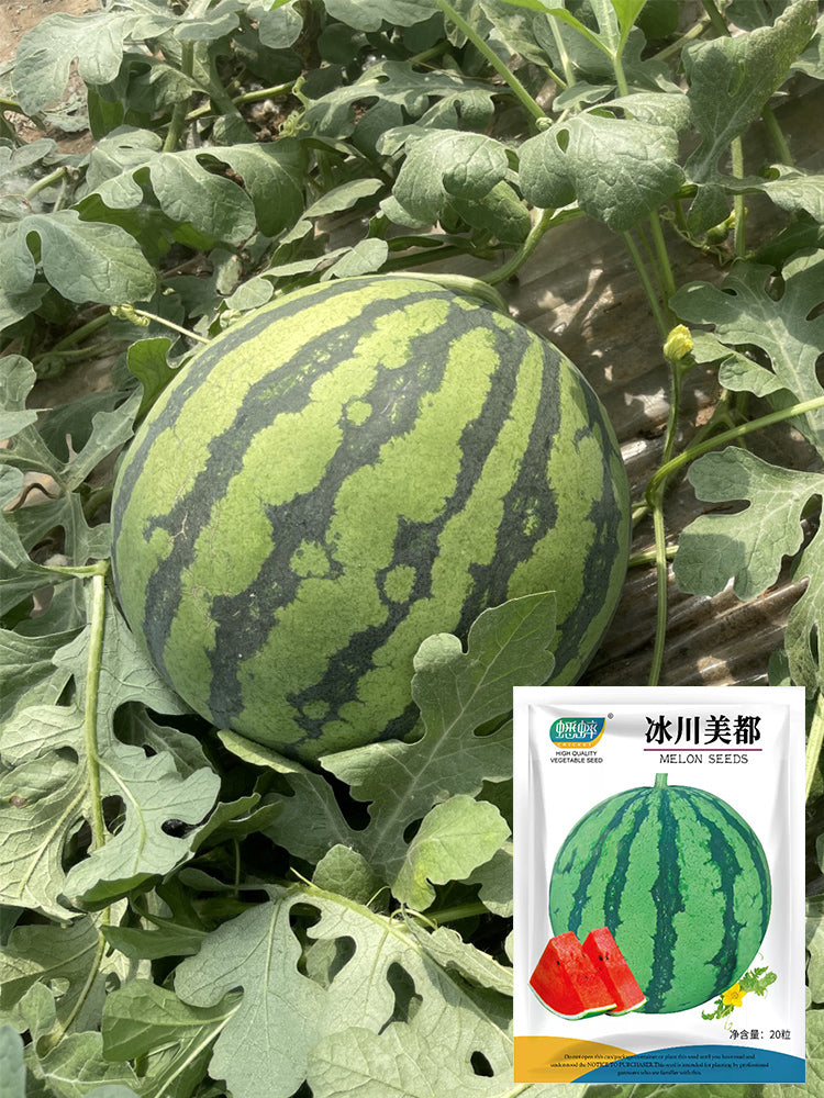 "Bingchuan Meidu" Watermelons