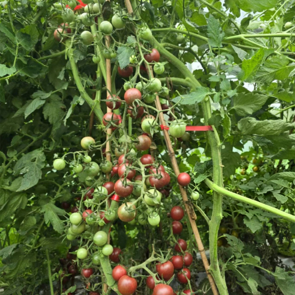 729 Black Cherry Opal Tomato
