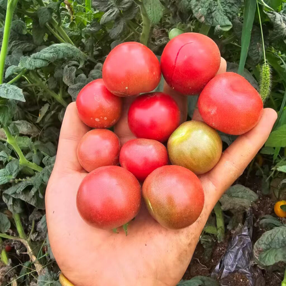 790 Dwarf Controversy Tomato